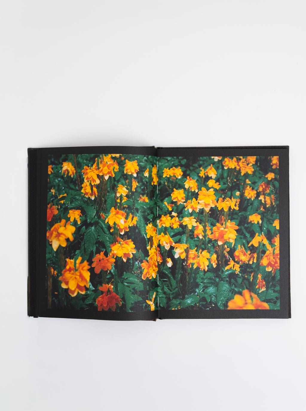 Apricity