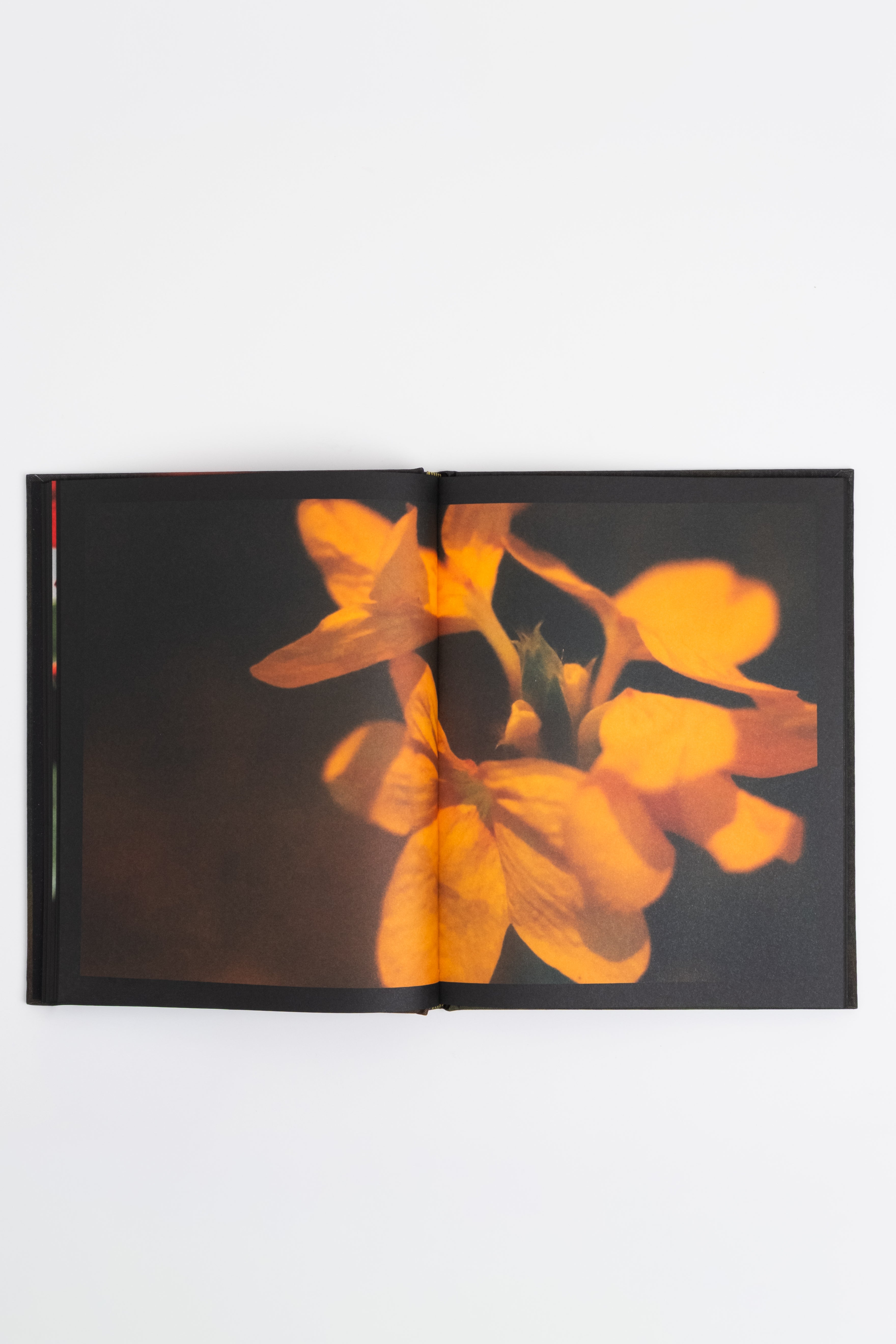 Apricity